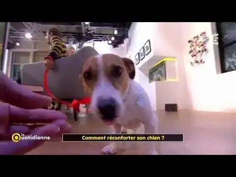 Comment réconforter son chien ?