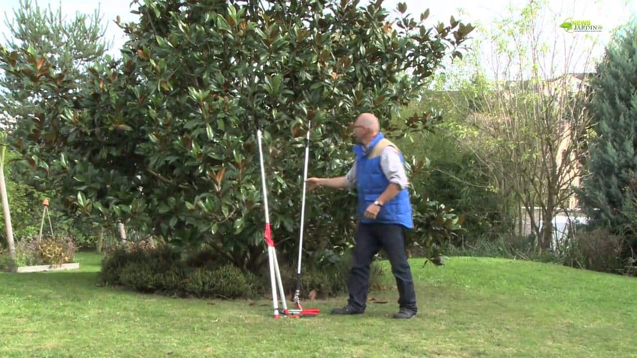 COMMENT TAILLER UN MAGNOLIA ?