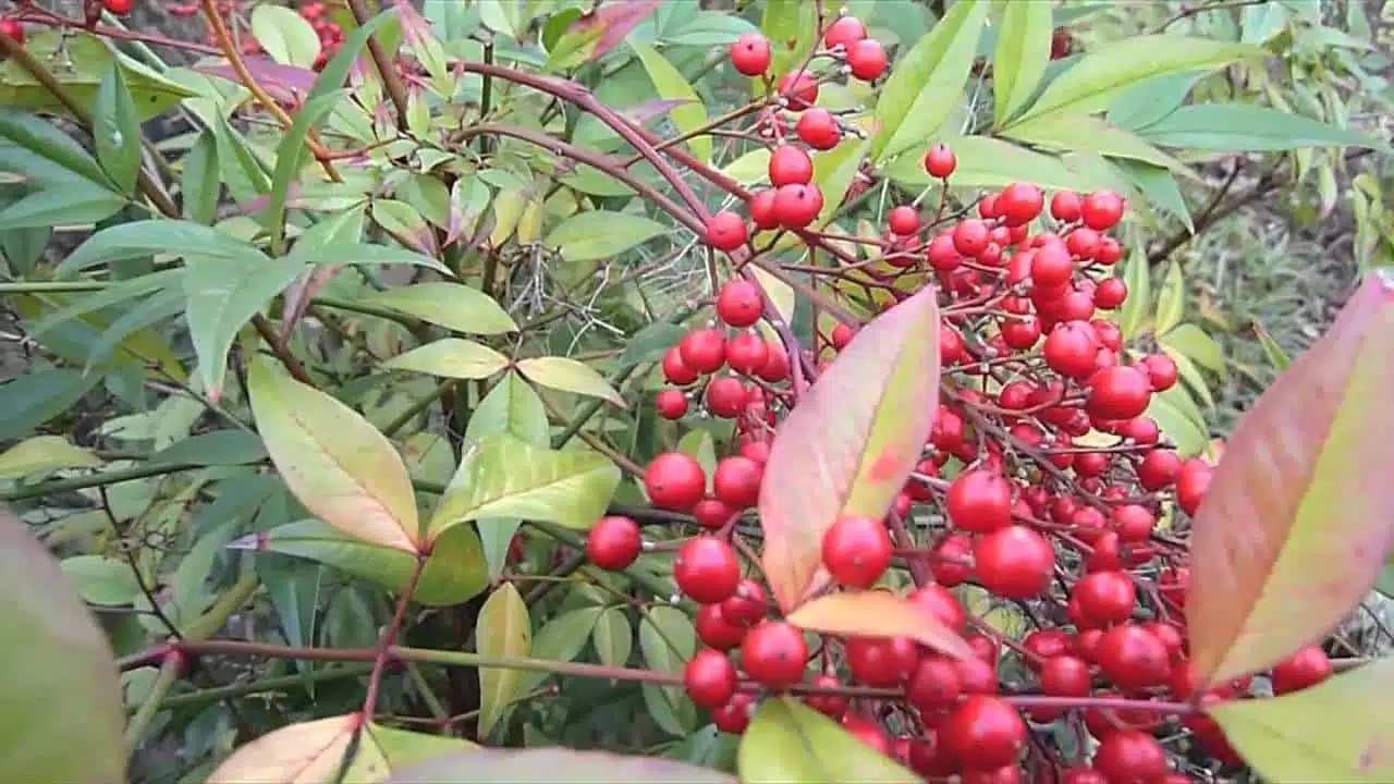 DÉCOUVERTE D'UNE PLANTE IDÉALE : LE NANDINA DOMESTICA OU BAMBOU SACRÉ