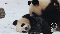 Faune - Petit Panda deviendra grand