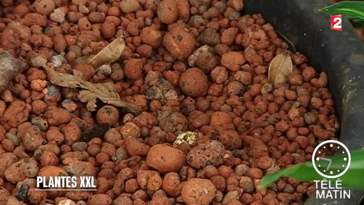 Jardin - Plantes XXL