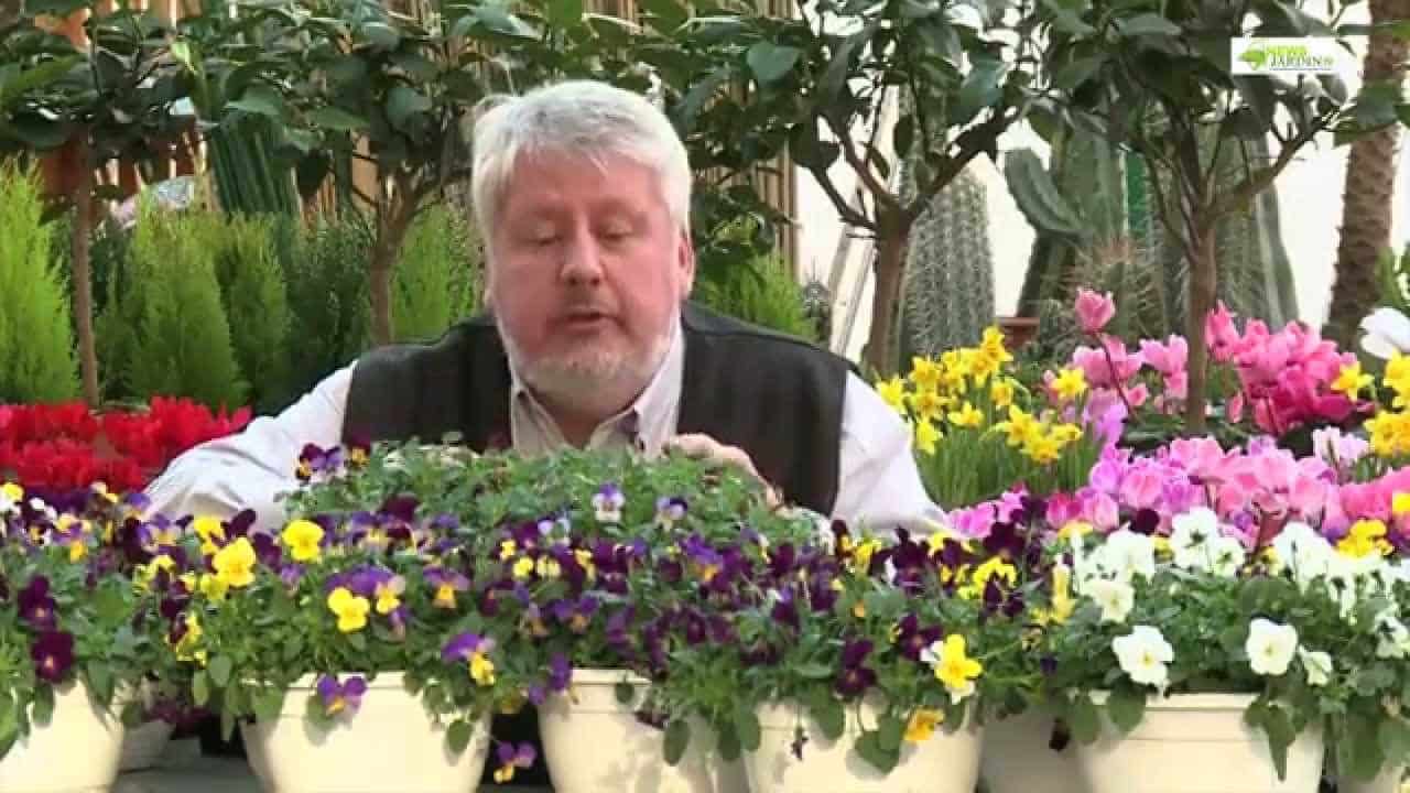 LES PENSÉES DE SUPERBES FLEURS POUR L'HIVER ET LE PRINTEMPS