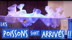 MES POISSONS MARINS SONT ARRIVES !!  - TOOPET