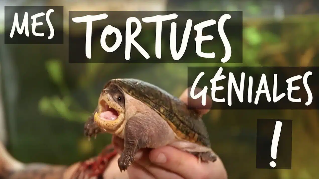 MES TORTUES GÉNIALES !! - TUTO TOOPET