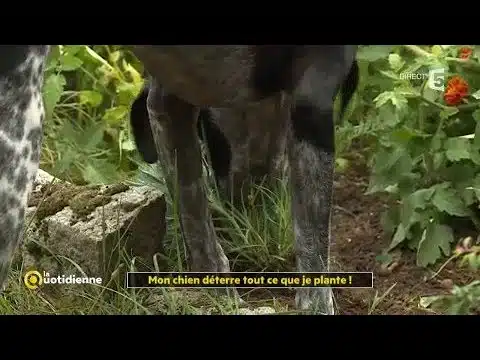 Mon chien détruit tout mon jardin !