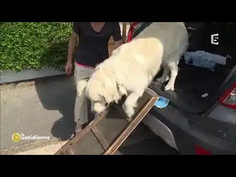 Mon chien ne veut pas monter en voiture !