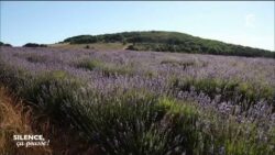 Paysage : champs de lavandes sur les monts du Vaucluse - Silence, ça pousse !