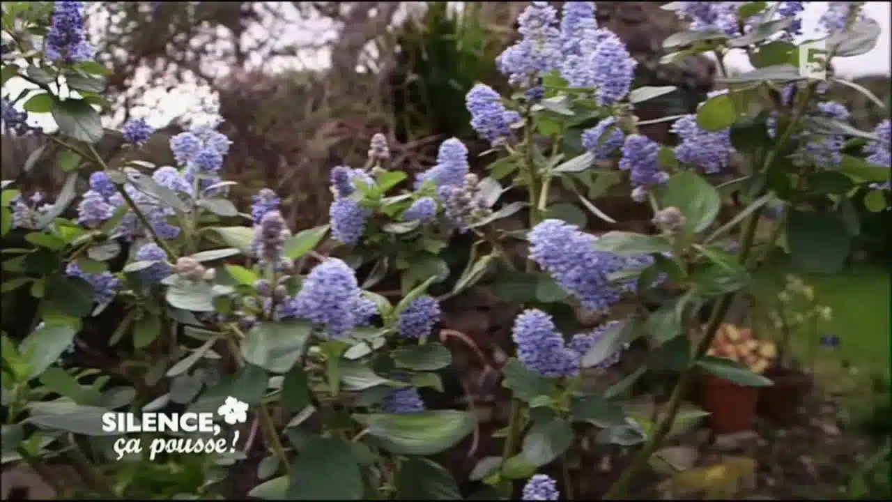 Planter le ceanothus arboreus ‘trewithen blue’