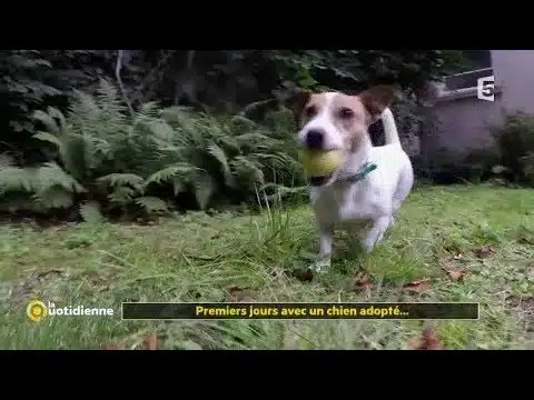 Premiers jours avec un chien adopté...