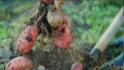 Récoltes des pommes de terre