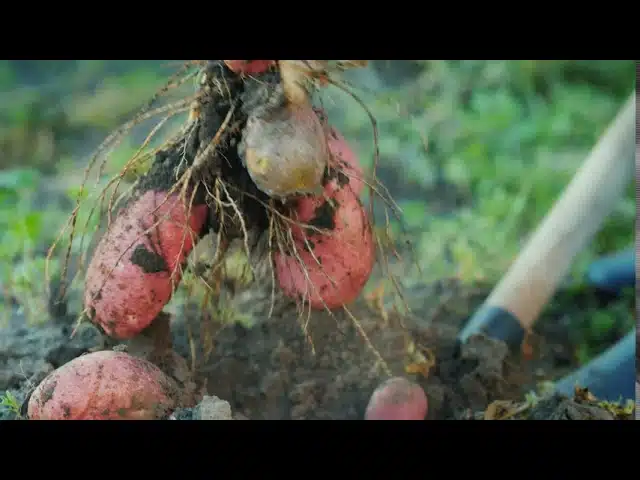 Récoltes des pommes de terre