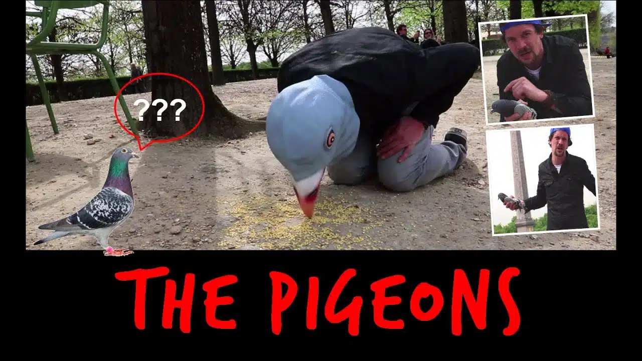 THE PIGEONS !  - TOOPET
