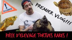 VLOG - PIECE D'ELEVAGE GEANTE 100% TORTUES + ACCIDENT !