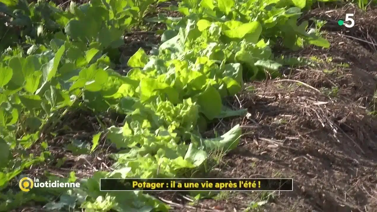 Comment prolonger les récoltes au potager pendant l’automne ? - La Quotidienne