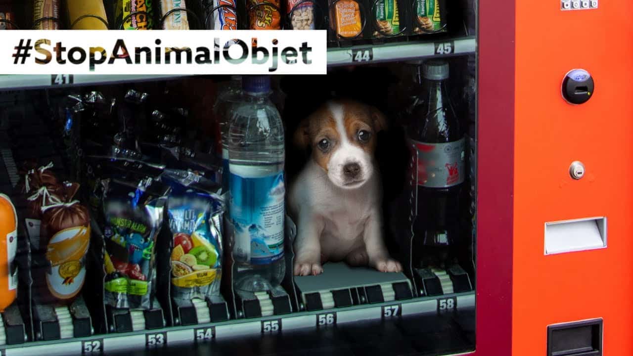 #StopAnimalObjet : mettons un terme au marché de la souffrance animale !