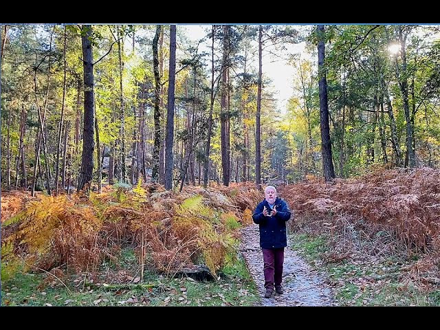 LA FORÊT : DÉFINITION, ORGANISATION, ÉCOLOGIE, PROTECTION CONSERVATION, EXPLOITATION