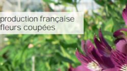 La Production de la fleurs coupées françaises JAF-info Fleuriste