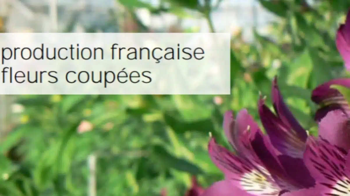 La Production de la fleurs coupées françaises JAF-info Fleuriste
