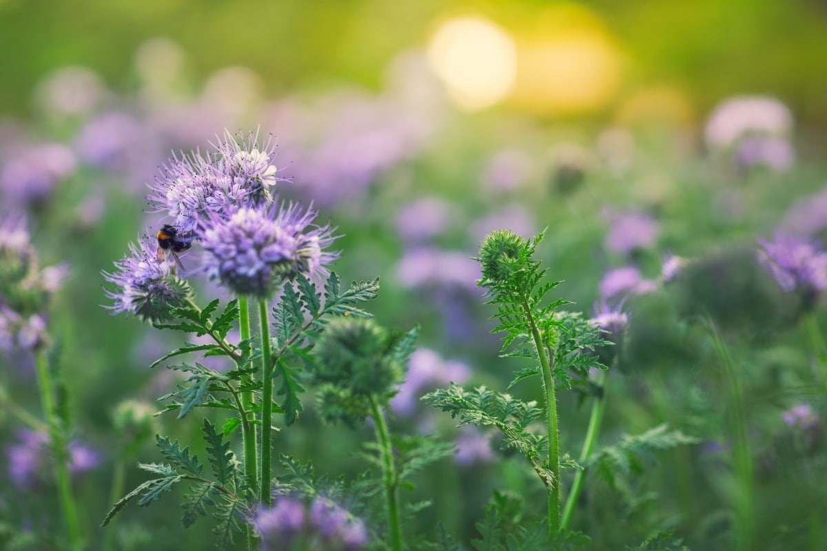 Nouveauté 2021 - Vilmorin Jardin Sème Le Bio Et Oeuvre Pour Un Jardinage Au Naturel