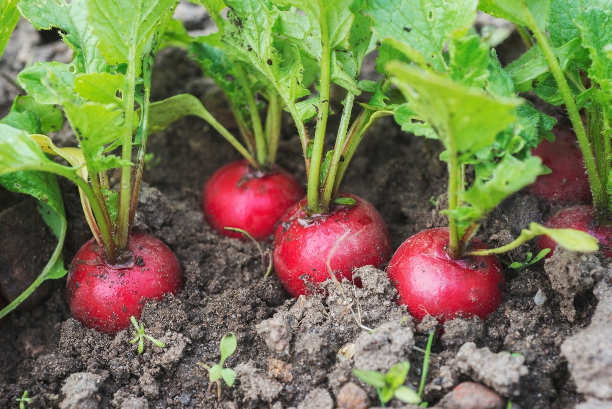 High Angle View Of Radish Growing In Garden