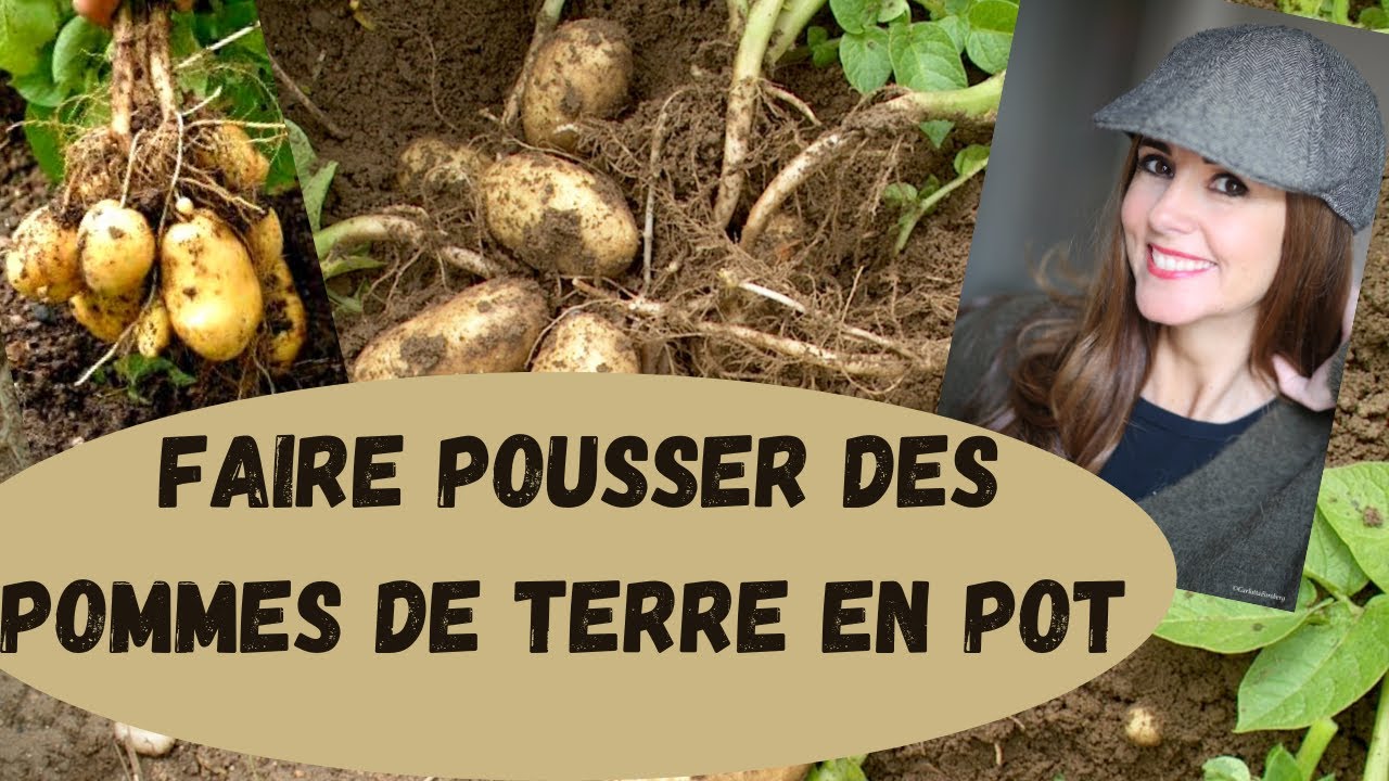 FAIRE POUSSER DES POMMES DE TERRE EN POT #pommedeterre