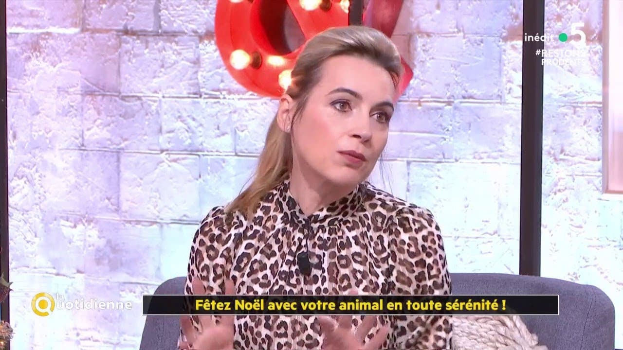 Fêtez Noël avec votre animal en toute sérénité ! - La Quotidienne