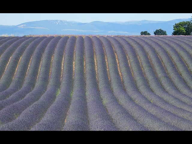 LA LAVANDE : BOTANIQUE, ESPÈCES, PARTICULARITÉS, VERTUS, HISTOIRES, USAGES