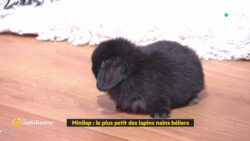 Minilop : le plus petit des lapins nains béliers - La Quotidienne