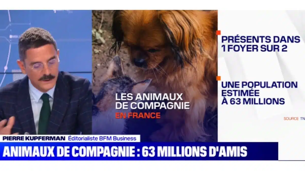 Les-animaux-domestiques-un-solide-marché-économique-pour-les-industriels-Vidéo BFMTV JAF-info Animalerie