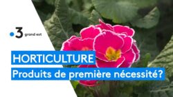 Horticulture : les fleurs, produits de première nécessité?