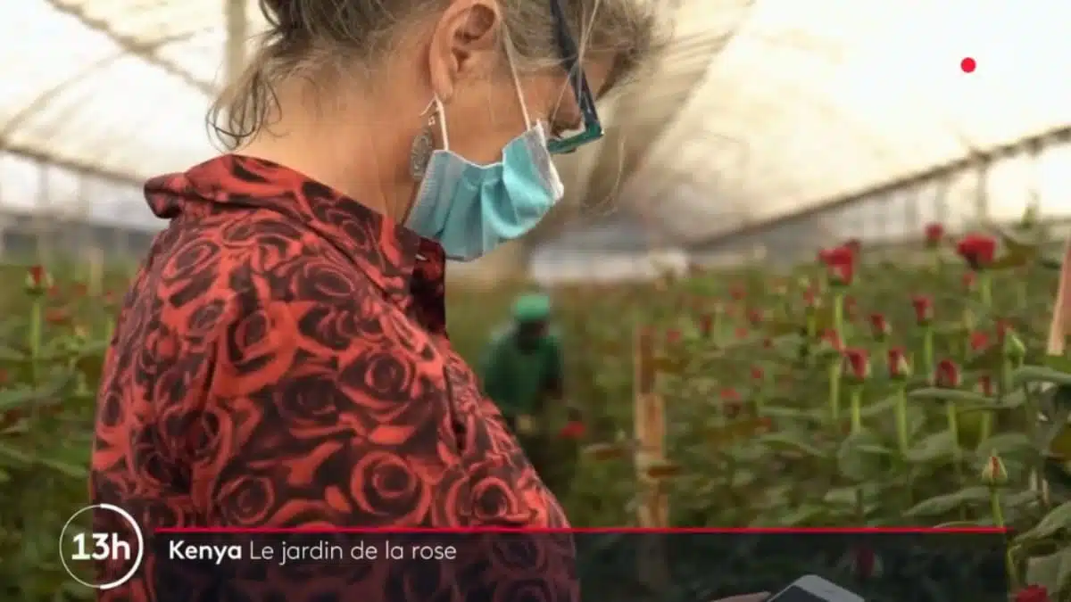Kenya-au-cœur-des-jardins-de-roses-Vidéo-Dailymotion JAF-info Fleuriste