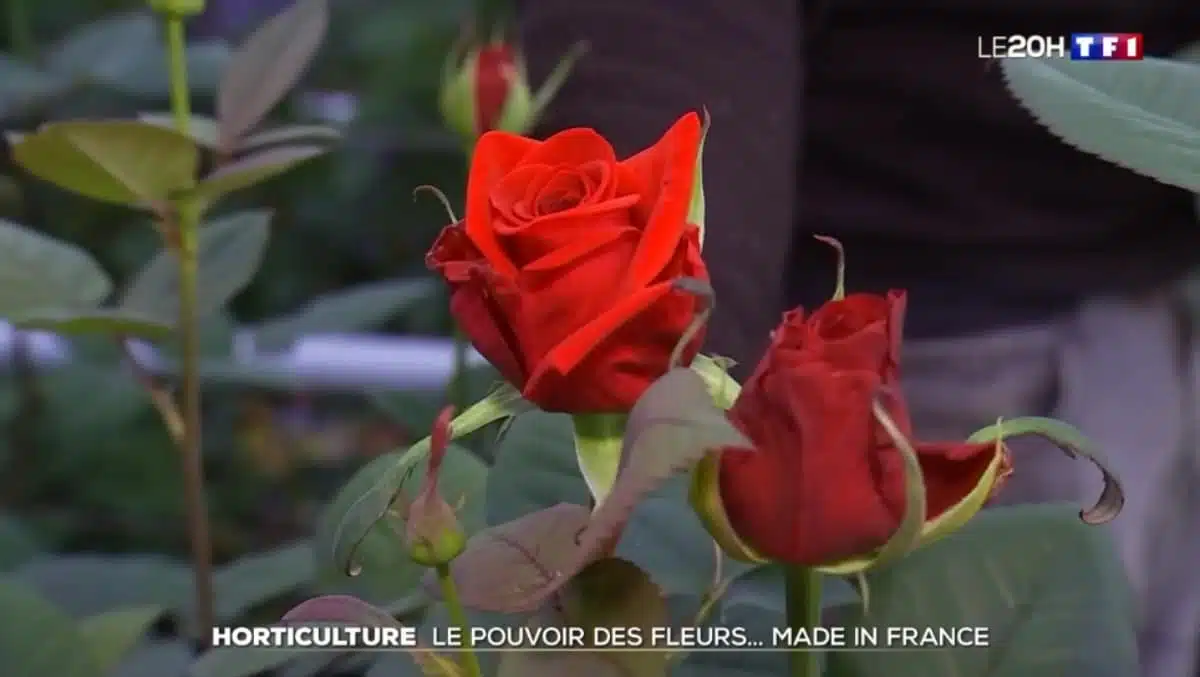 Le-secteur-de-l-horticulture-retrouve-un-peu-de-couleur-Journal-de-20-heures-TF1 JAF-info Fleuriste