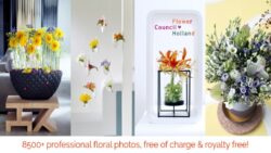 Office Hollandais des Fleurs Images JAF-info Fleuriste Jardinerie