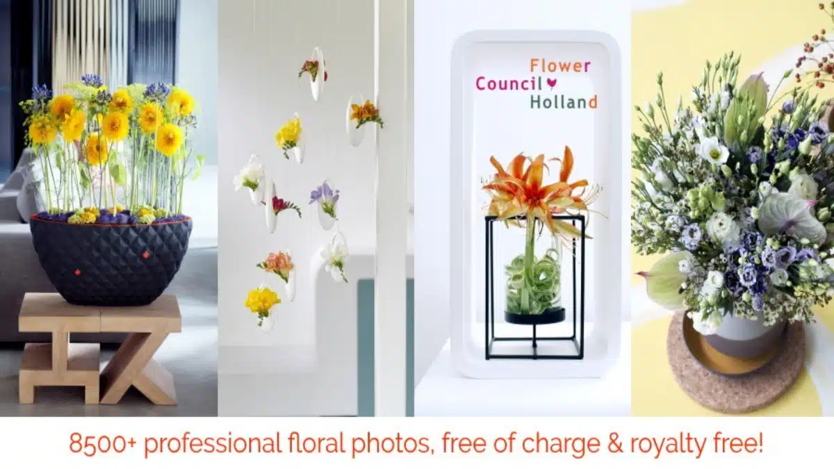 Office Hollandais des Fleurs Images JAF-info Fleuriste Jardinerie