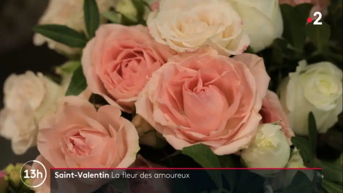 Saint-Valentin-la-rose-fleur-star-dans-le-cœur-des-amoureux-JAF-info Fleuriste
