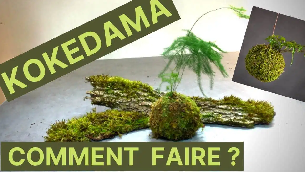 COMMENT FAIRE UN KOKEDAMA #kokedama #DIY