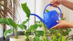 Envie de prendre soin des plantes d'intérieur