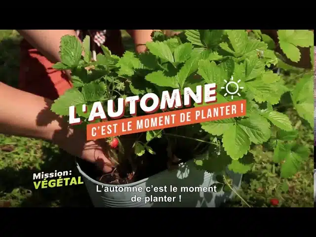 L'automne, c'est le moment de planter !