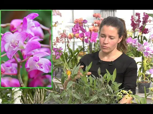 ORCHIDÉES À DÉCOUVRIR : UN FLORILÈGE DE DENDROBIUMS D’UNE GRANDE BEAUTÉ