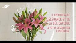 Des lys à marque botanic® made in France pour votre intérieur #CitoyensDeLaNature