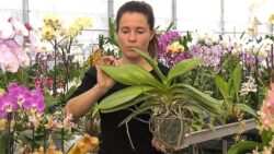 DES PROBLÈMES AVEC VOS ORCHIDÉES ? ASTUCES ET SOLUTIONS PRATIQUES POUR Y REMÉDIER (Phalaenopsis)
