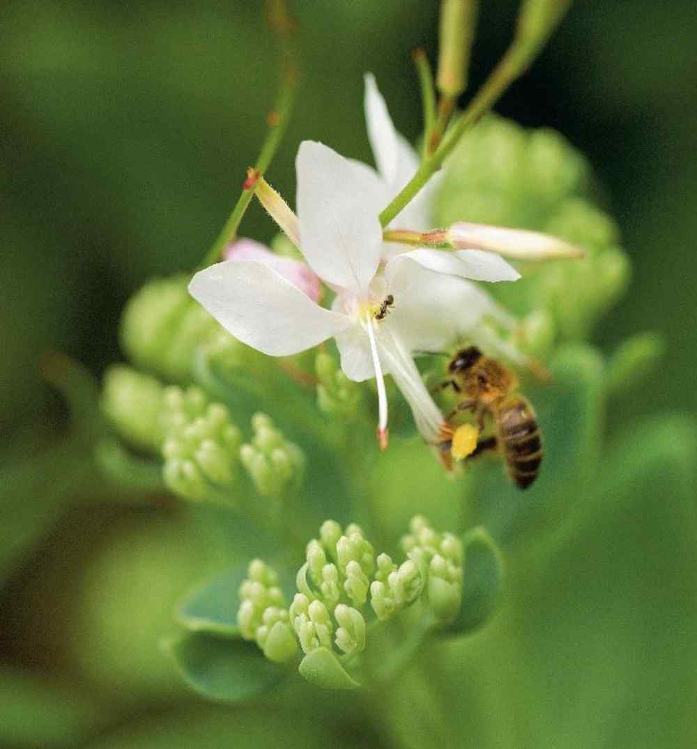 Botanic® devient Société à Mission  ” Ensemble, retrouver le chemin de la nature “