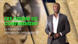 Le-boom-des-animaux-de-compagnie-pendant-le-confinement-Sept-à-huit-TF1 JAF-info Animalerie
