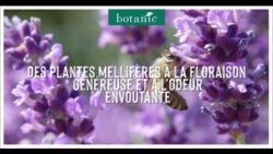 Des lavandes made in France à marque botanic® #CitoyensDeLaNature