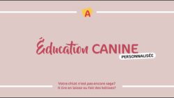 Service d'Éducation Canine Personnalisé chez Animalis