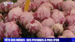 Pivoine BFMTV JAF-info Jardinerie Fleuriste