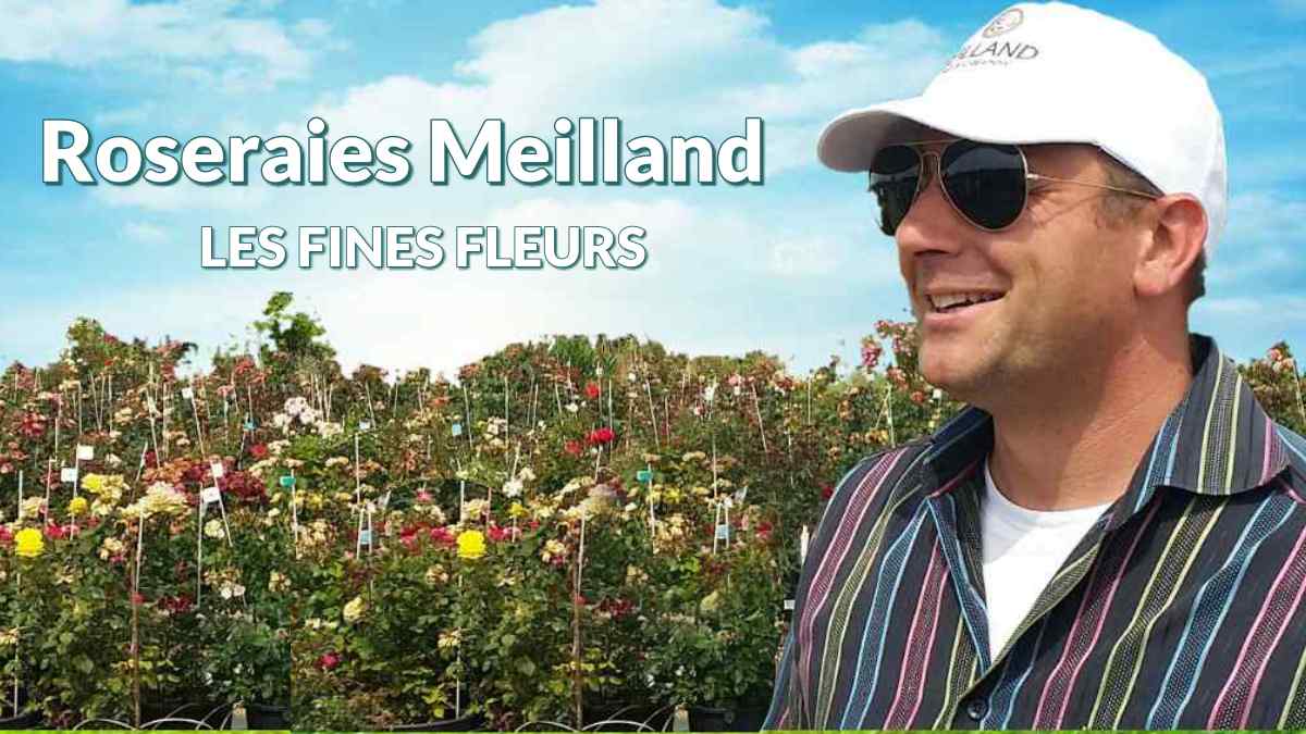 Roseraies Meilland Les Fines Fleurs JAF-info Jardinerie Fleuriste