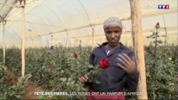 Roses Afriques JAF-info Jardinerie Fleuriste
