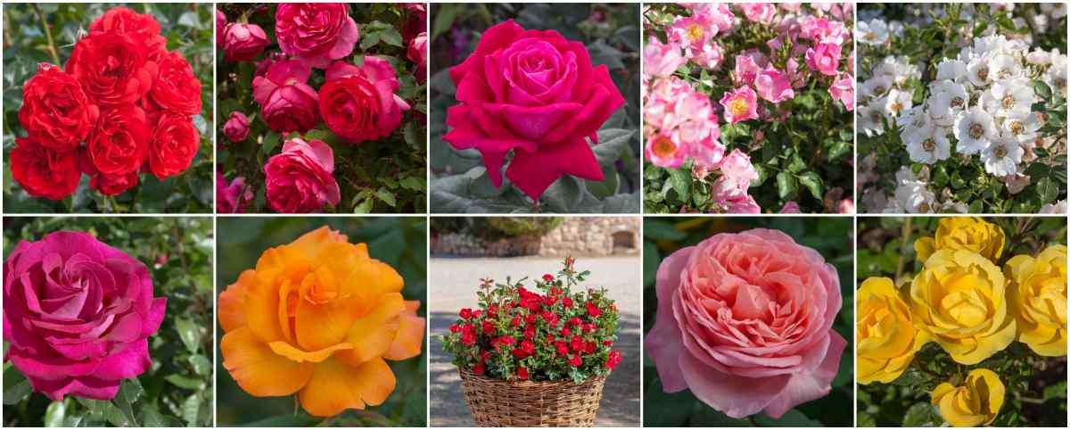 Les Fines Fleurs - Créateurs de Roses - Roseraies Meilland : Une référence absolue pour les jardiniers et les fleuristes
