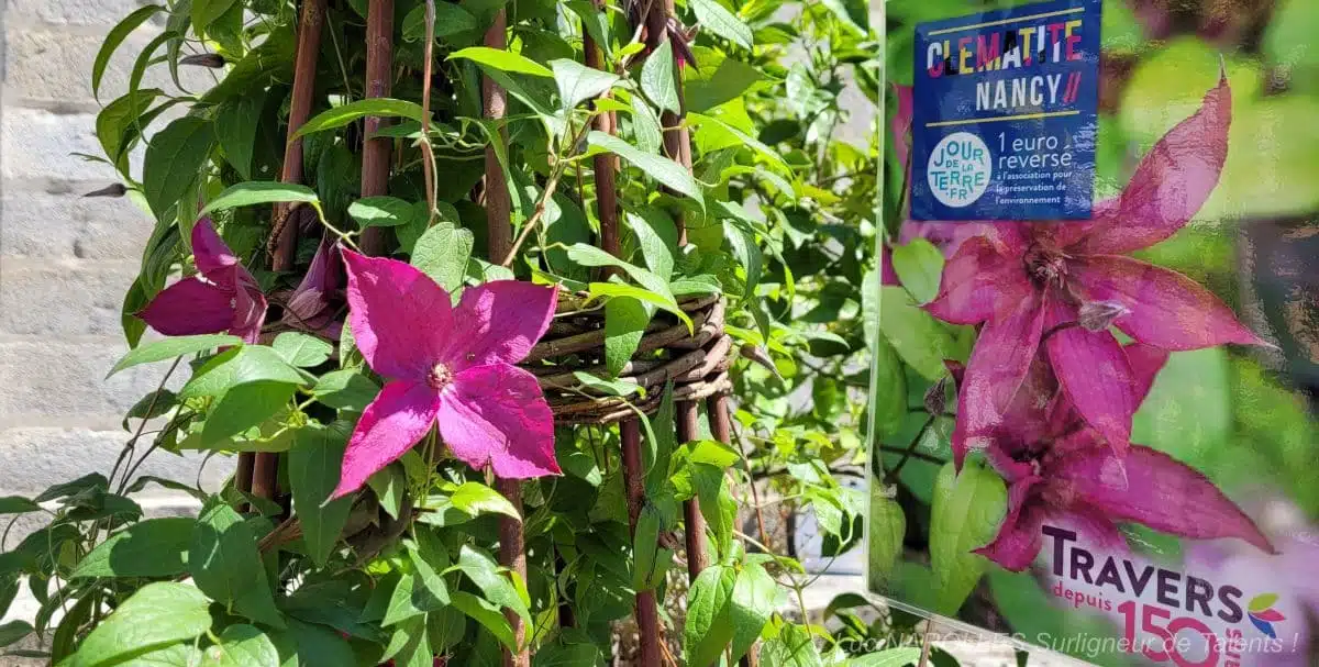 [Livre] Arnaud TRAVERS - Cédric BASSET - Manon RIVIÈRE - Didier WILLERY - Toutes les plantes grimpantes !